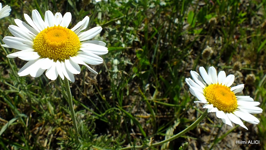 kağızman fotografları hülya